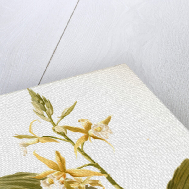 Phaius blumei var assamicus by F. Sander