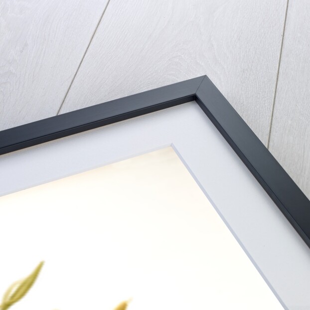 Phaius blumei var assamicus by F. Sander