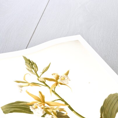 Phaius blumei var assamicus by F. Sander