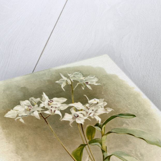 Dendrobium Johnsoniae by F. Sander