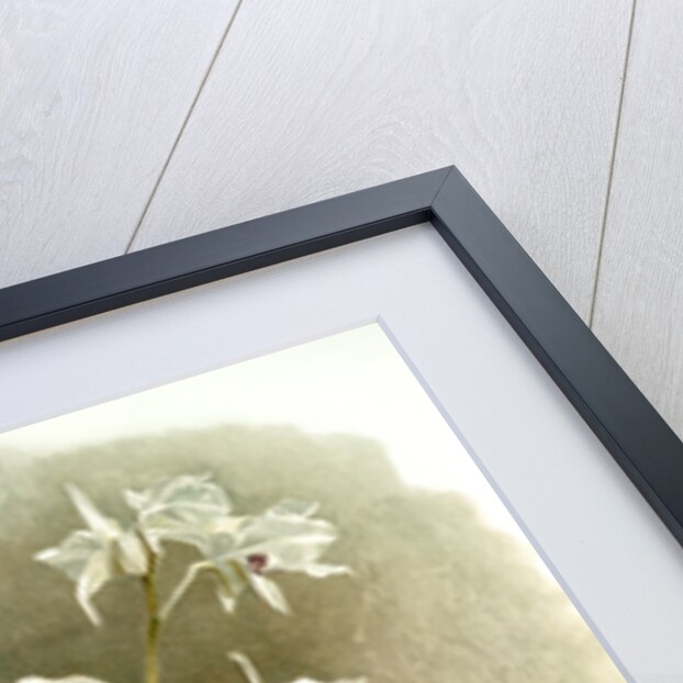 Dendrobium Johnsoniae by F. Sander