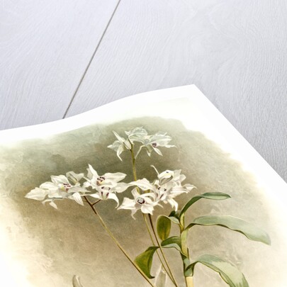 Dendrobium Johnsoniae by F. Sander