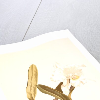 Cattleya lueddemanniana alba by F. Sander