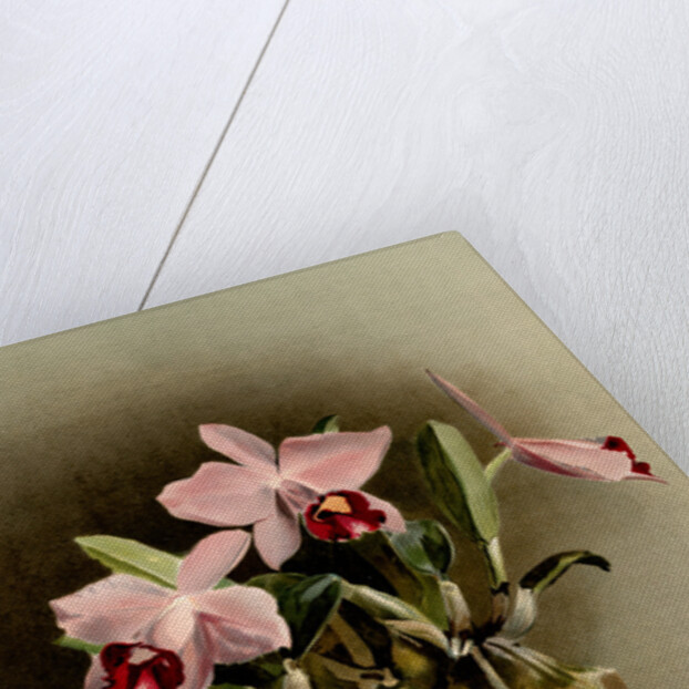 Laelia praestans by F. Sander