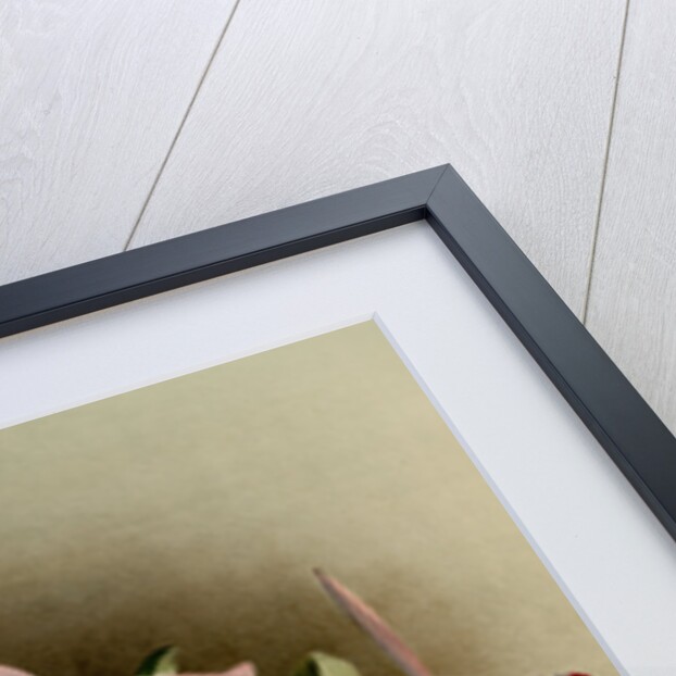 Laelia praestans by F. Sander