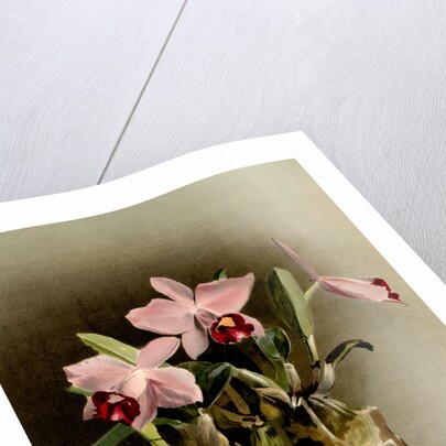 Laelia praestans by F. Sander