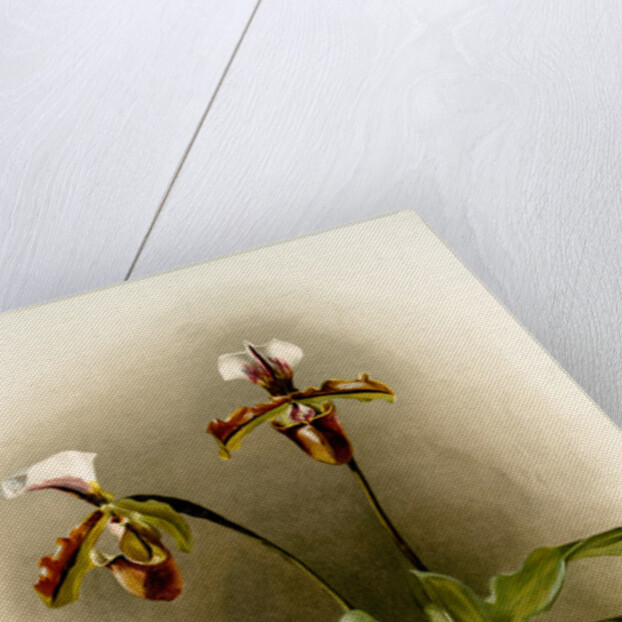 Cypripedium lathamianum inversum by F. Sander