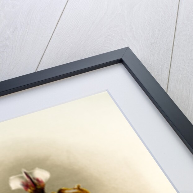 Cypripedium lathamianum inversum by F. Sander