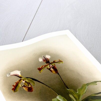 Cypripedium lathamianum inversum by F. Sander