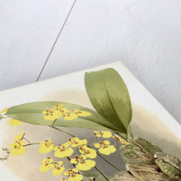 Oncidium ampliatum majus by F. Sander