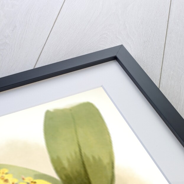 Oncidium ampliatum majus by F. Sander