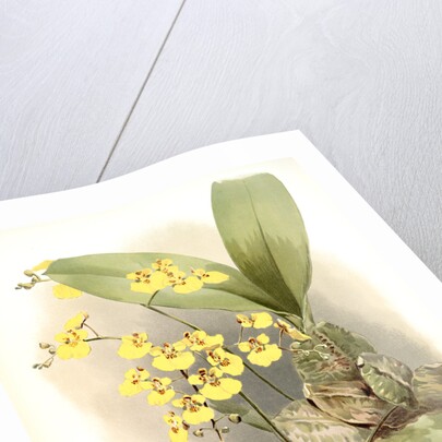Oncidium ampliatum majus by F. Sander
