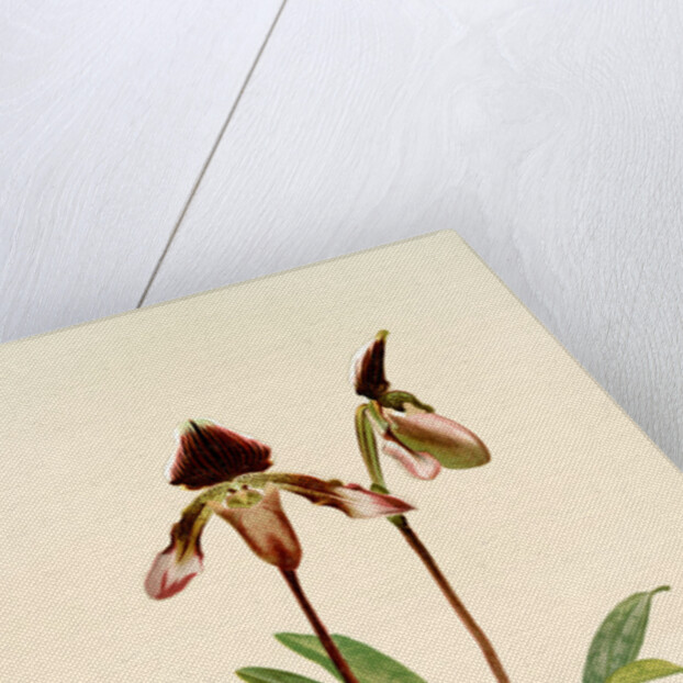 Cypripedium (hybridum) castleanum by F. Sander