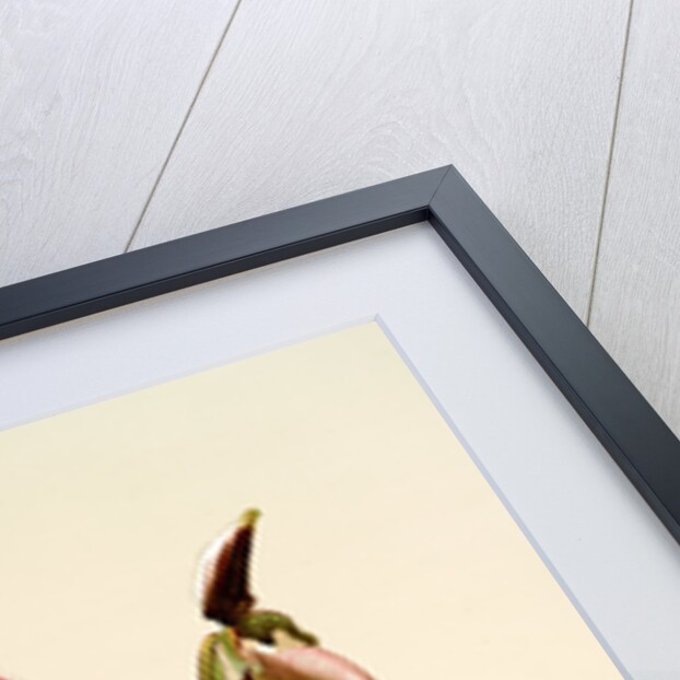 Cypripedium (hybridum) castleanum by F. Sander