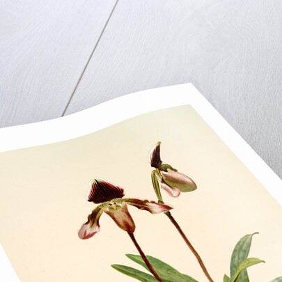 Cypripedium (hybridum) castleanum by F. Sander