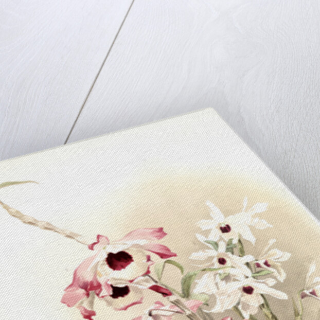 Dendrobium (hybridum) venus; Dendrobium (hybridum) cassiope by F. Sander