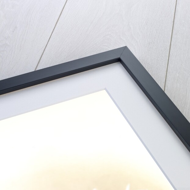 Dendrobium (hybridum) venus; Dendrobium (hybridum) cassiope by F. Sander