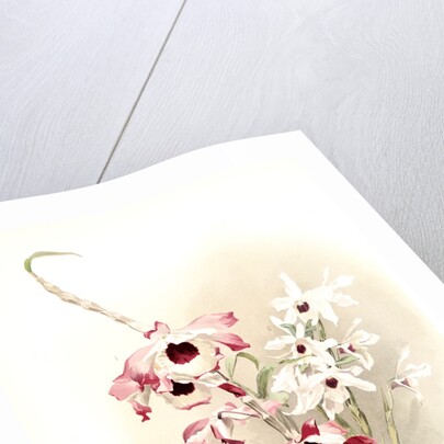 Dendrobium (hybridum) venus; Dendrobium (hybridum) cassiope by F. Sander