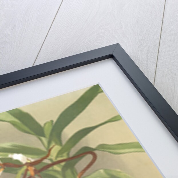 Angraecum caudatum by F. Sander