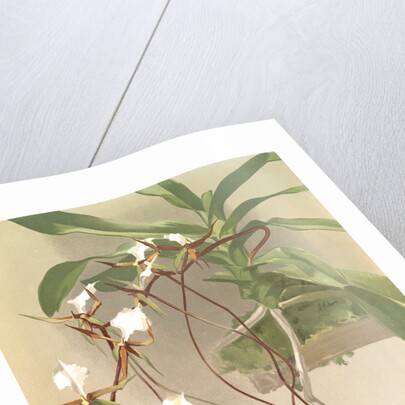 Angraecum caudatum by F. Sander