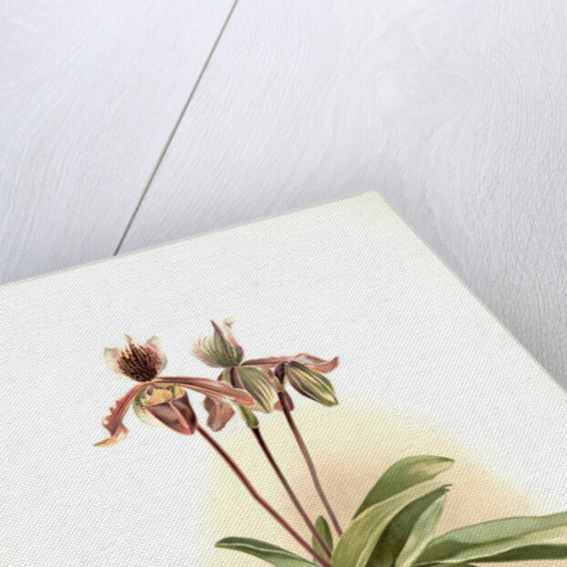 Cypripedium oenanthum superbum by F. Sander