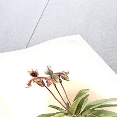 Cypripedium oenanthum superbum by F. Sander