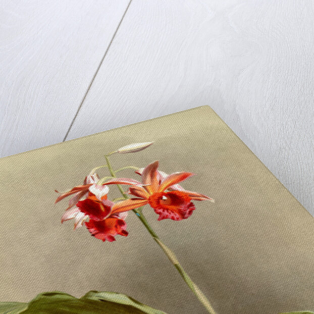 Phaius hybridus cooksonii by F. Sander