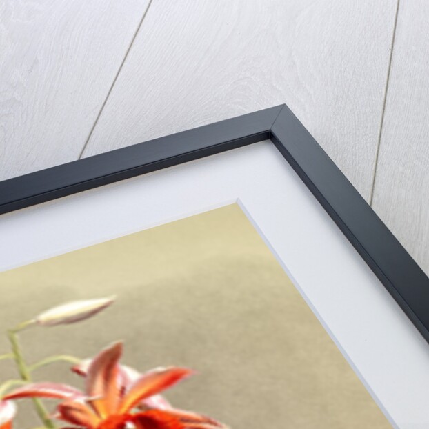 Phaius hybridus cooksonii by F. Sander