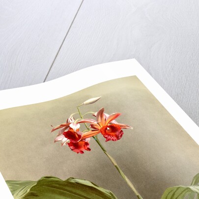 Phaius hybridus cooksonii by F. Sander