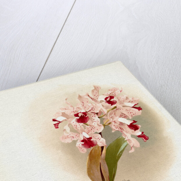 Cattleya amethystoglossa by F. Sander