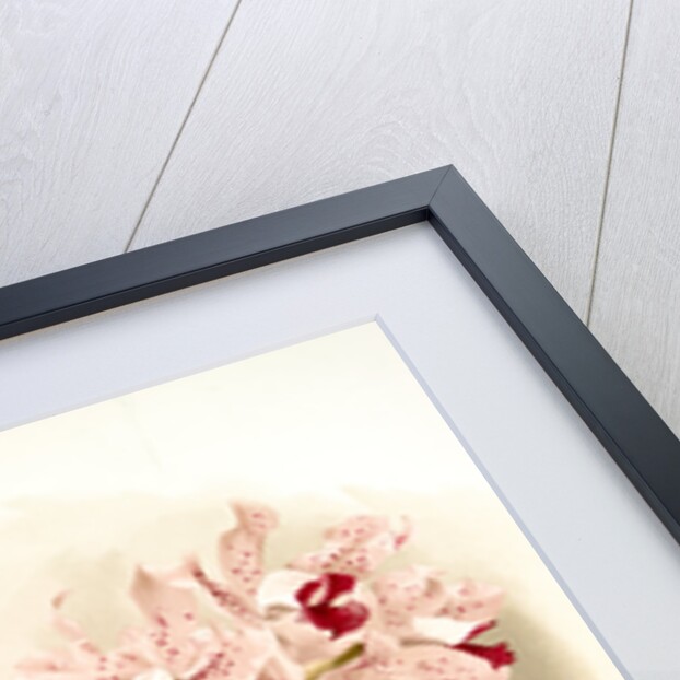 Cattleya amethystoglossa by F. Sander