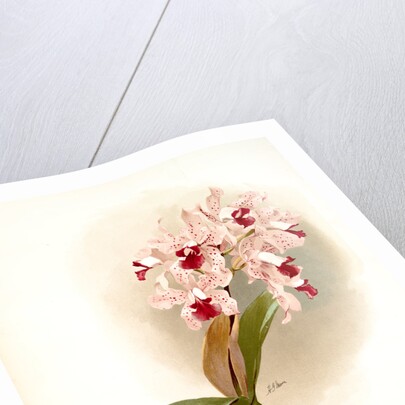 Cattleya amethystoglossa by F. Sander