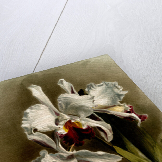 Cattleya mendellii var measuresiana by F. Sander