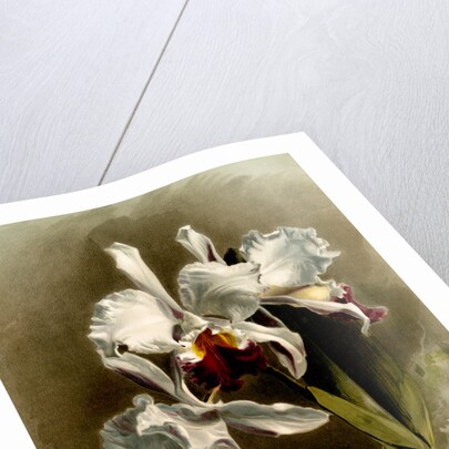 Cattleya mendellii var measuresiana by F. Sander