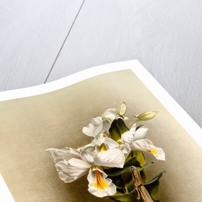 Dendrobium formosum by F. Sander