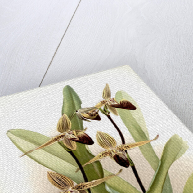 Cypripedium rothschildianum by F. Sander