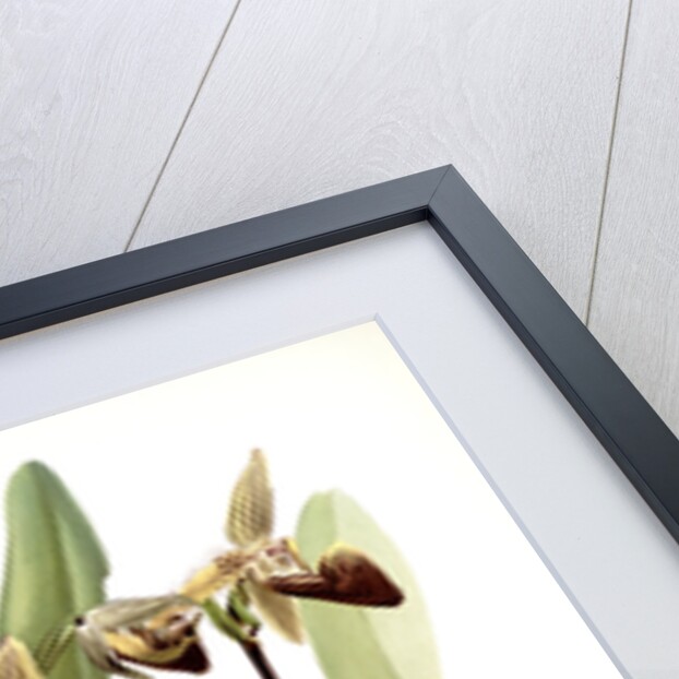 Cypripedium rothschildianum by F. Sander