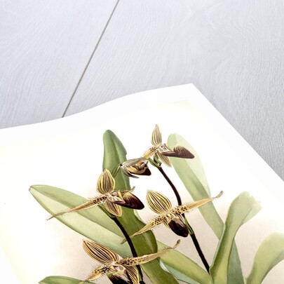 Cypripedium rothschildianum by F. Sander