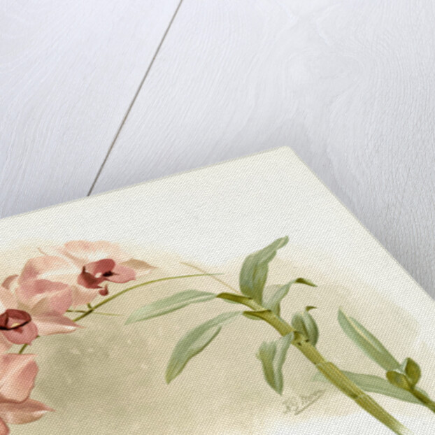 Dendrobium phalaenopsis var by F. Sander