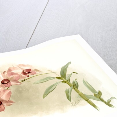 Dendrobium phalaenopsis var by F. Sander