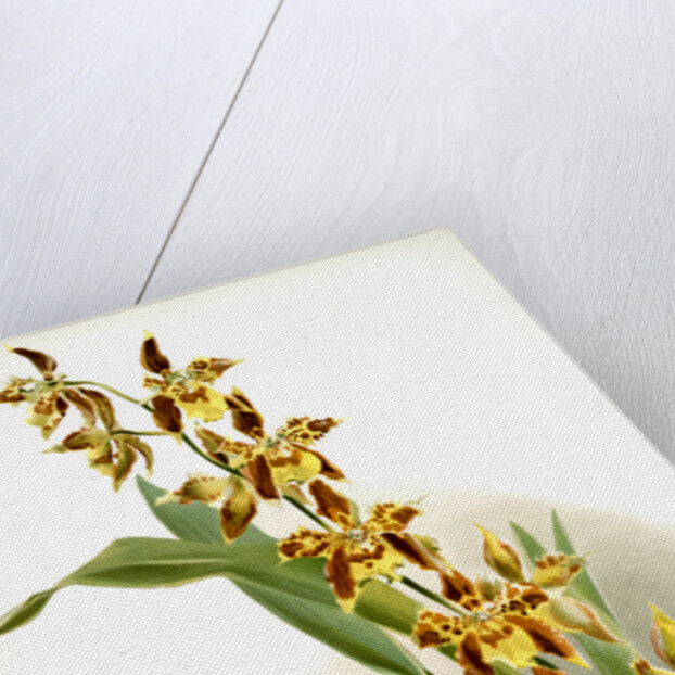 Odontoglossum luteo-purpureum prionopetalum by F. Sander