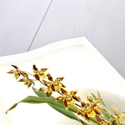 Odontoglossum luteo-purpureum prionopetalum by F. Sander