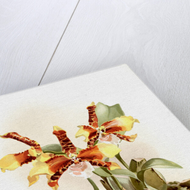 Odontoglossum grande by F. Sander