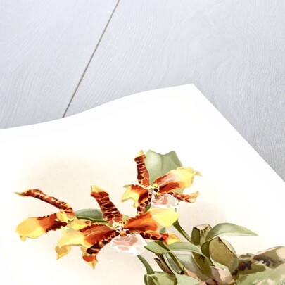 Odontoglossum grande by F. Sander