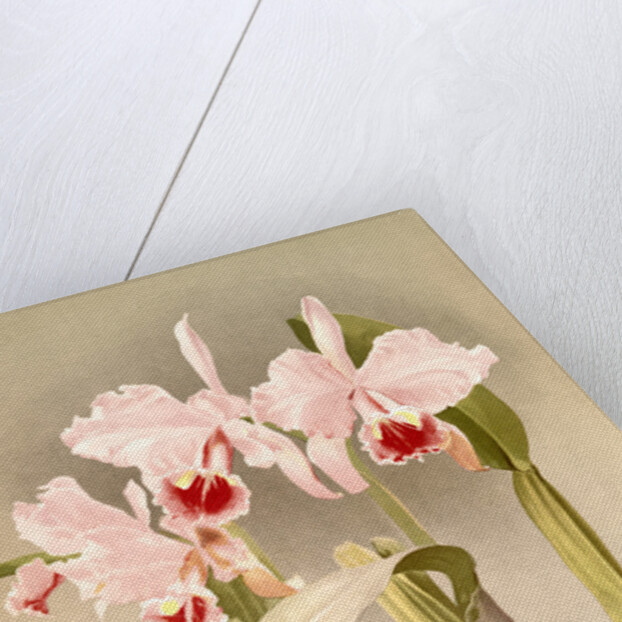 Cattleya labiata var luedemanniana by F. Sander