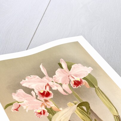 Cattleya labiata var luedemanniana by F. Sander