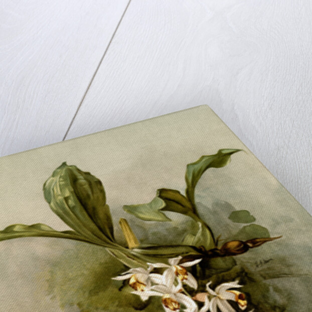 Coelogyne swaniana by F. Sander