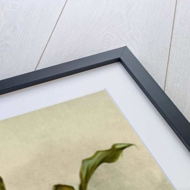 Coelogyne swaniana by F. Sander