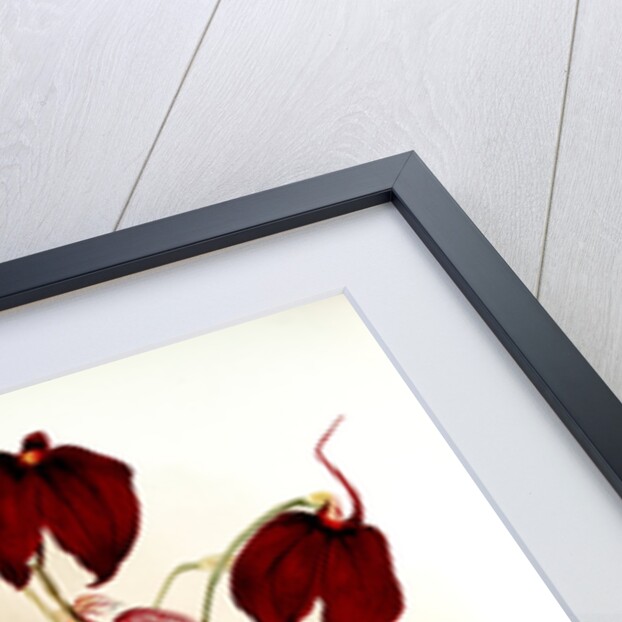 Masdevallia harryana splendens by F. Sander