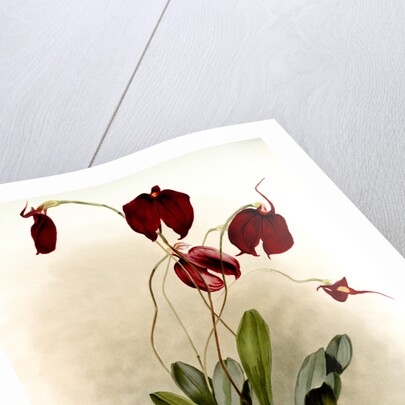 Masdevallia harryana splendens by F. Sander